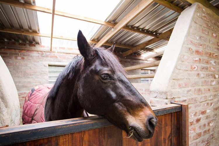 1527156132247489.jpg 飼養(yǎng)馬.jpg