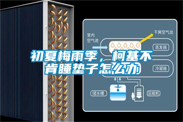 初夏梅雨季，柯基不肯睡墊子怎么辦