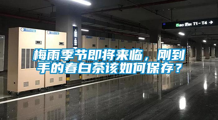 梅雨季節即將來臨,剛到手的春白茶該如何保存?