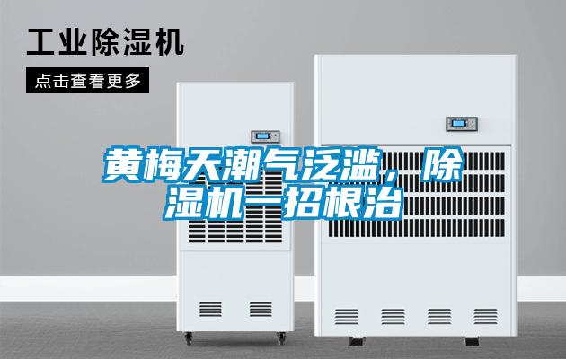 黃梅天潮氣泛濫,除濕機一招根治