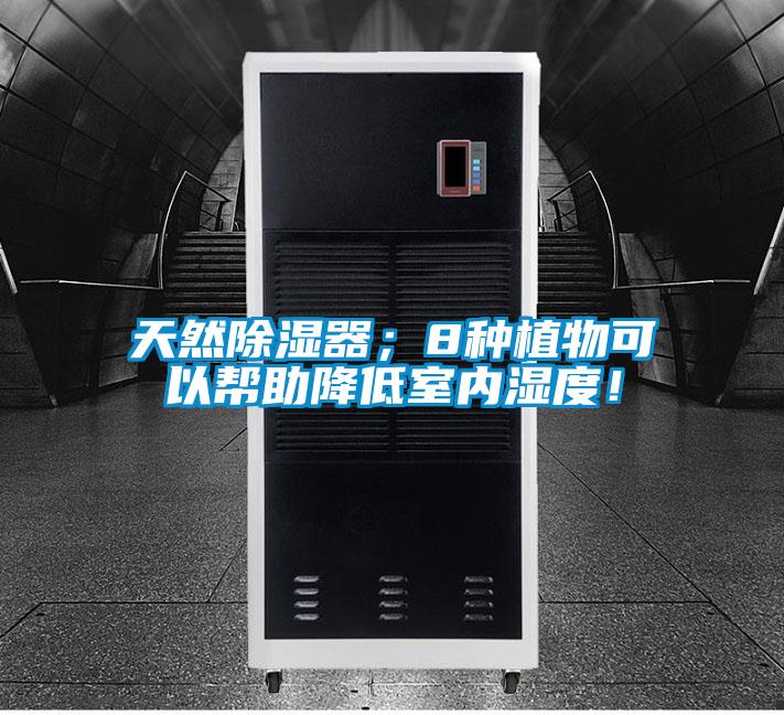 天然除濕器;8種植物可以幫助降低室內濕度!
